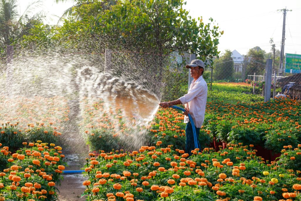 Man Spraying Water on Orange Flowers